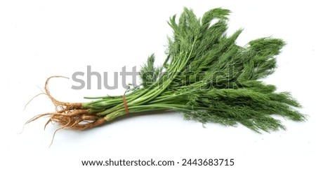  Fresh green  Dill sprig,(Anethum graveolens) vegetable fennel twig, herb plant, fragrant dill twig isolate on a white backdrop.Healthy eating and dieting food flavouring food, flavouring herb concept