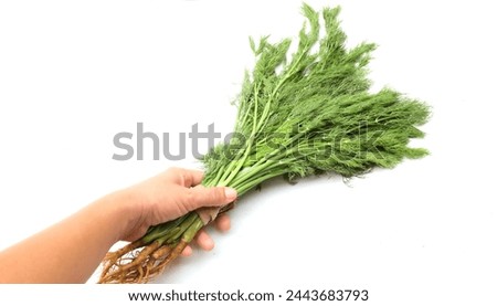 Fresh green  Dill sprig,(Anethum graveolens) vegetable fennel twig, herb plant, fragrant dill twig in hand human on a white backdrop.Healthy eating food flavouring food, flavouring herb concept