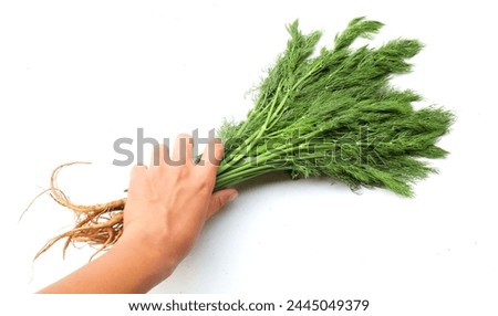 Fresh green  Dill sprig,(Anethum graveolens) vegetable fennel twig, herb plant, fragrant dill twig in hand human on a white backdrop.Healthy eating food flavouring food, flavouring herb concept