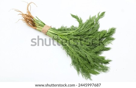 Fresh green  Dill sprig,(Anethum graveolens) vegetable fennel twig, herb plant, fragrant dill twig isolate on a white backdrop.Healthy eating and dieting food flavouring food, flavouring herb concept