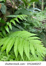 シダ植物 の画像 写真素材 ベクター画像 Shutterstock