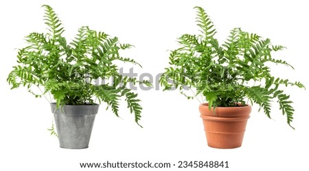 fresh green fern plant (polypodium vulgare) in a zinc and a classic terracotta pot isolated over a white background, cut-out greenery, garden, gardening or interior design element,  digital prop
