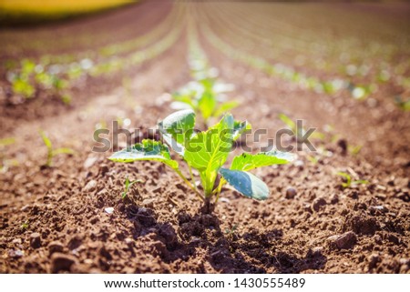 Fresh, green and fertile agriculture plants, grass