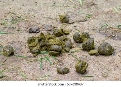 Fresh Green Fiber Shit Elephant Ground Stock Photo 687630487 | Shutterstock