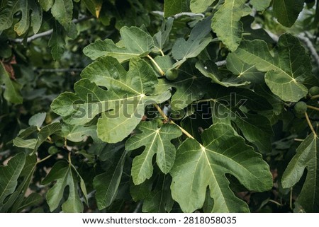 Fresh green fig leaves and developing unripe fruit on a branch, growing in an organic orchard, symbolizing natural growth and healthy eating