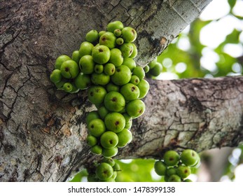 Fresh green figs are not yet ripe. - Shutterstock ID 1478399138