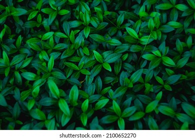 Fresh Green Foliage. Small Leaves Of A Young Shrub. Natural Background.