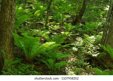Fresh green forest - Shutterstock ID 1107958352