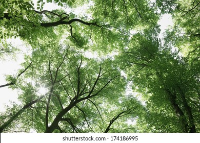 Fresh green forest, low angle view.