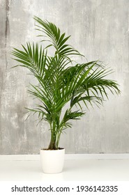 Fresh green fronds of a potted Kentia palm plant growing in a small white container against a grunge gray wall in side view