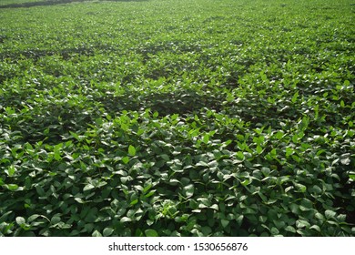 Fresh Green Full Grown Soybean Field Morning View Maharashtra India 