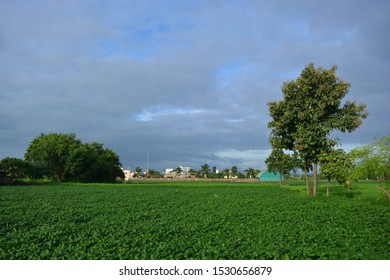 Fresh Green Full Grown Soybean Field Morning View Maharashtra India 