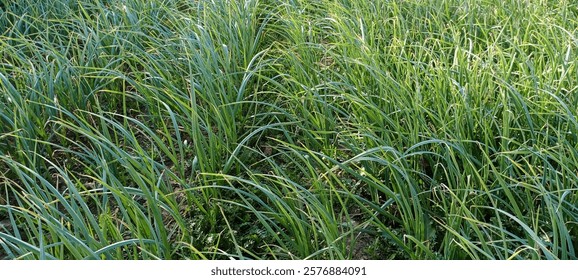 Plantas frescas de ajo verde que crecen en el lecho del jardín, mostrando hojas vibrantes y un crecimiento saludable.