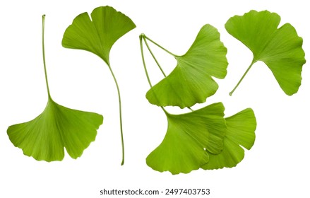 Fresh green ginkgo biloba leaves set isolated on white background - Powered by Shutterstock