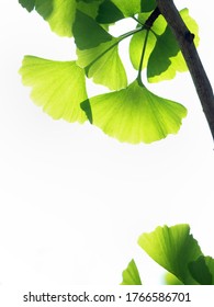 Frische grüne Ginkgo-Blätter im Licht