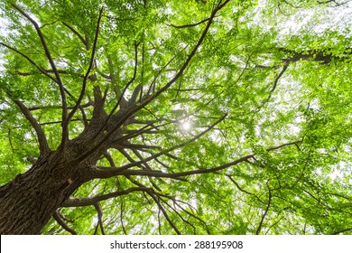 Fresh Green Ginkgo Tree