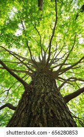 Fresh Green Ginkgo Tree