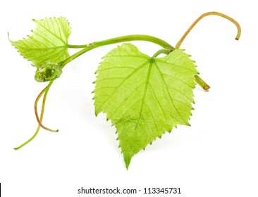 Fresh Green Grape Leaf on isolated white Background - Powered by Shutterstock