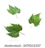 Fresh green grape leaves falling in the air isolated on white background.