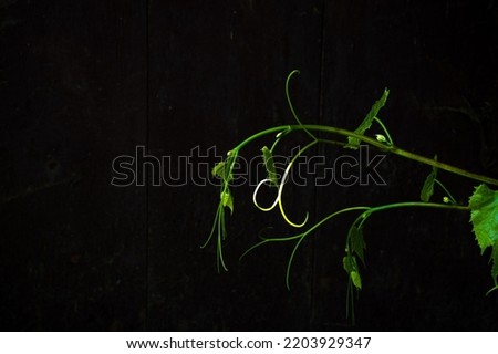Fresh green grapevine twig on black background