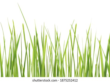 Fresh Green Gras Isolated On White