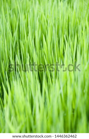 Similar – Image, Stock Photo Close-up of reed on the lake shore