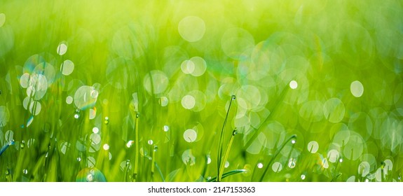Fresh green grass banner with dew drops in morning sunlight. Beautiful nature closeup field landscape with water droplets. Abstract panoramic natural plants, spring summer bright botany meadow grass - Shutterstock ID 2147153363