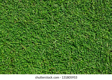 Fresh green grass closeup background texture