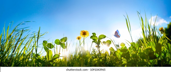 Fresh green grass clover, dandelion flowers and flying butterfly against blue sky in summer morning at dawn sunrise in rays of sunlight in nature, macro, panoramic view, landscape, copy space.
