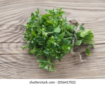 Chickweed の画像 写真素材 ベクター画像 Shutterstock