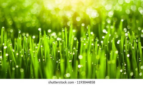 Royalty Free Morning Dew Stock Images Photos Vectors Shutterstock