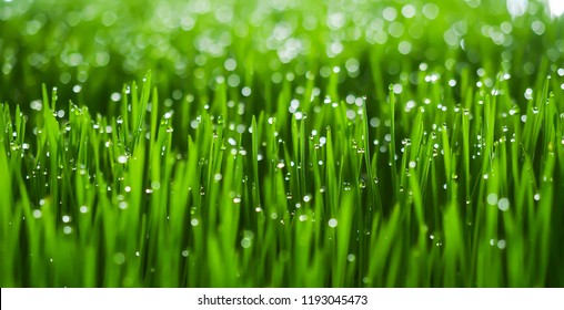 Grass With Dew Backgrounds