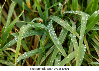 Fresh Green Grass With Dew Drops Close Up. Water Driops On The Fresh Grass After A Rainy Night