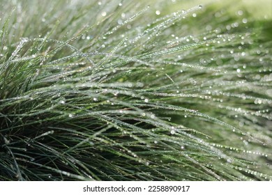 Fresh green grass with dew drops in morning sunlight. Grass after rain. Light morning dew. Spring time. Beautiful transparent natural dew drops or rain on grass leaf . Spring summer natural background