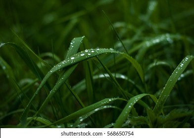 Fresh green grass with dew drops close up. Water driops on the fresh grass after rain. Light morning dew on the green grass. - Powered by Shutterstock