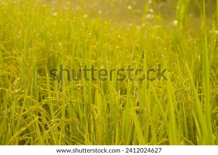Fresh green grass with dew drops in morning sunlight. Grass after rain. Light morning dew. Springtime. Beautiful transparent natural dew drops or rain on grass leaf . Spring summer natural background