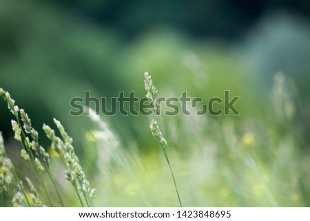 Fresh green grass field on blurred bokeh background close up, ears on meadow soft focus macro, beautiful sunlight summer lawn, spring season nature landscape, natural green grass texture, copy space