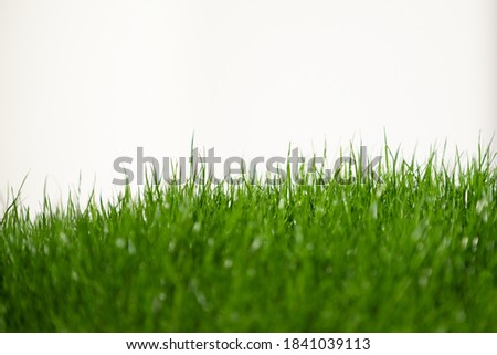 fresh green grass in foreground isolated on white background