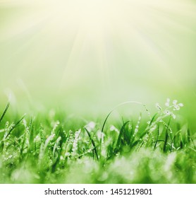 Fresh green grass just after rain. Sun shining in the background. Copy space for your text, design - Powered by Shutterstock