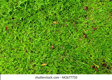 Fresh Green Grass On A Field, Overhead Shot, Natural Texture For Your Design Background