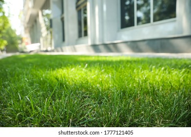 Fresh green grass outdoors on sunny day