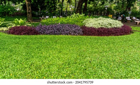 Fresh Green Grass Smooth Lawn As A Carpet With Curve Form Of Bush, Shrubs, Trees On Background, Good Maintenance Landscapes In Garden 