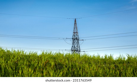 Fresh green grass swaying under wind against high voltage power line. Concept of green electricity, renewable power and energy, modern technologies. - Shutterstock ID 2311763549