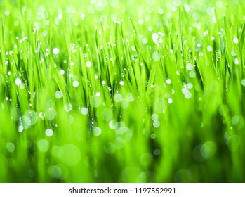 Fresh Green Grass Water Droplet Sunshine Stock Photo 1197552991 ...