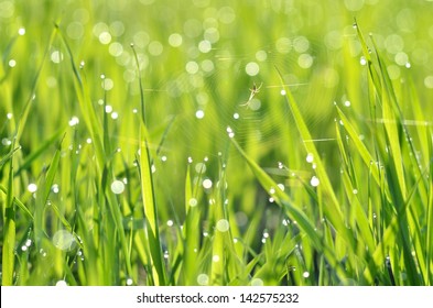 Fresh Green Grass Water Drops Closeup Stock Photo 142575232 | Shutterstock