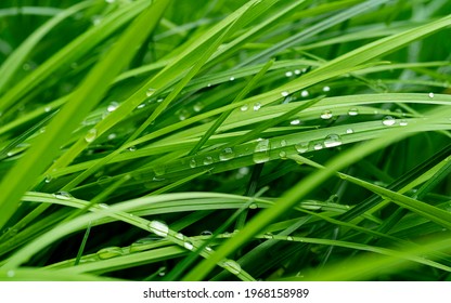 fresh green grass with water drops close up, green grass with dewdrop after a rain, top view image of grass with water drops - Powered by Shutterstock