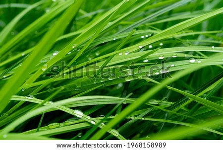fresh green grass with water drops close up, green grass with dewdrop after a rain, top view image of grass with water drops