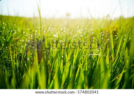 Fresh green grass with water drops on the background of sunlight beams. Soft focus.