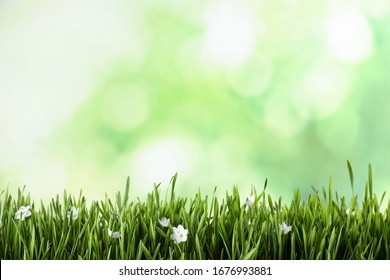 Green Grass Background Images Stock Photos Vectors Shutterstock