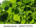 Fresh green Hazel leaves close up on branch of tree in spring with translucent structures against blurred background. Natural background.